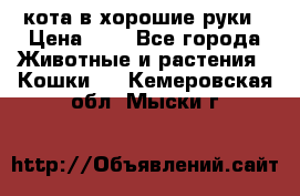 кота в хорошие руки › Цена ­ 0 - Все города Животные и растения » Кошки   . Кемеровская обл.,Мыски г.